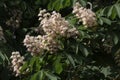 Blossoming chestnut tree in spring closeup Royalty Free Stock Photo