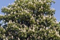 Blossoming chestnut tree in spring. Royalty Free Stock Photo