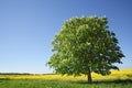 Blossoming chestnut tree on a yellow field against the clea Royalty Free Stock Photo