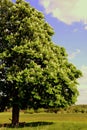 Blossoming chestnut trees