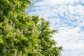 Blossoming chestnuts against a blue sky with clouds Royalty Free Stock Photo