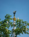 Blossoming chestnuts and Independence Monument is a victory column located on Maidan Nezalezhnosti in Kyiv, Ukraine