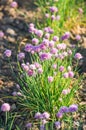 Blossoming chives on a vegetable garden bed Royalty Free Stock Photo