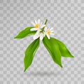 Blossoming citrus plant branch with flowers, buds and green leaves isolated on transparent background. Realistic Vector Royalty Free Stock Photo