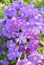 The blossoming clematis close up. A sort Mephistopheles