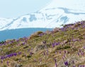 Purple Crocus flowers on spring morning mountain Royalty Free Stock Photo