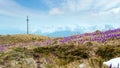 Blossoming closed purple violet Crocus heuffelianus Crocus vernus flowers on spring early morning Carpathian mountain valley, Royalty Free Stock Photo