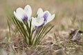 Blossoming clump Crocus in lawn
