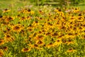 Blossoming colorful flowerbeds