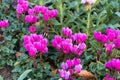 Blossoming colorful flowers in a autumn garden