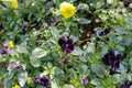 The Blossoming Colorful Pansy in the Cold Weather