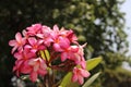 Blossoming Colorful Plumeria With Blurs Background Royalty Free Stock Photo