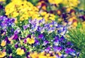Blossoming colorful viola flowers