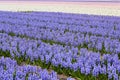 Blossoming colourful field of hyacinth flowers in the spring, Holland, Netherlands Royalty Free Stock Photo