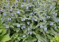 Blossoming of a comfrey Caucasian (Symphytum caucasicum M. Bieb. ) Royalty Free Stock Photo