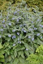 Blossoming of a comfrey Caucasian Symphytum caucasicum M. Bieb. Royalty Free Stock Photo