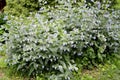 The blossoming comfrey Caucasian Symphytum caucasicum M. Bieb.. General view Royalty Free Stock Photo