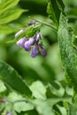 The blossoming comfrey medicinal (Symphytum officinale L.) Royalty Free Stock Photo