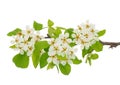 Blossoming common pear tree branch isolated on white background, Pyrus communis Royalty Free Stock Photo