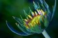 Blossoming Coneflower