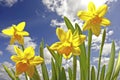 Blossoming daffodils and a blue sky