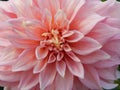 Blossoming dahlia in the Botanic Garden in Moscow