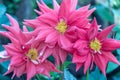 The Blossoming Dahlia in the Cold Weather