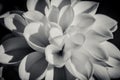 Blossoming dahlia monochrome