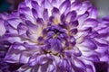 Blossoming dahlia with purple petals