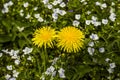 Blossoming dandelions and creeping speedwell flowers