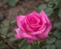 A blossoming dark pink rose