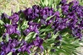 Blossoming dark purple dwarf irises