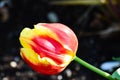 Blossoming Darwin Hybrid Tulip