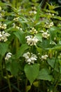 The blossoming dead nettle in sunny day a close up. Lamium album