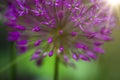 Blossoming decorative bow Allium albopilosum spring Royalty Free Stock Photo