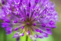 Blossoming decorative bow Allium albopilosum spring Royalty Free Stock Photo
