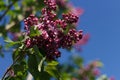 Blossoming decorative lilac tree on spring against background of blue sky