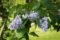 Blossoming decorative lilac tree on spring