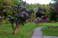 Blossoming decorative purple lilac Syringa tree in park