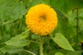 Decorative sunflower Teddy Bear