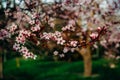 Blossoming delicate pink flowers of a fruit tree branch