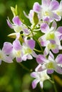Blossoming Dendrobium bigibbum orchid Royalty Free Stock Photo