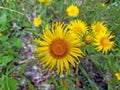 Inula helenium