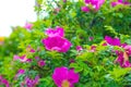 Blossoming dogrose flowers in the summer garden Royalty Free Stock Photo