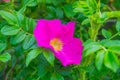 Blossoming dogrose flowers in the summer garden Royalty Free Stock Photo