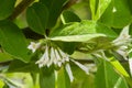 Blossoming of Elaeagnus Umbellata Royalty Free Stock Photo