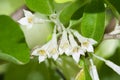 Blossoming of Elaeagnus Umbellata Royalty Free Stock Photo