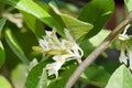 Blossoming of Elaeagnus Umbellata Royalty Free Stock Photo