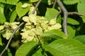 The blossoming elm rough, a form drooping (Ulmus glabra Huds.,