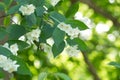 Blossoming English dogwood, Philadelphus coronarius